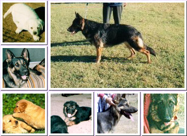 Dog photos from Lovelog Shepherds and Labradors - Dog Breeders Of German Shepherds And Labradors In Laidley, Australia
